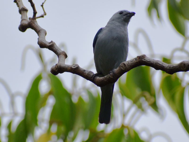 Tangara Azuleja - ML635974710