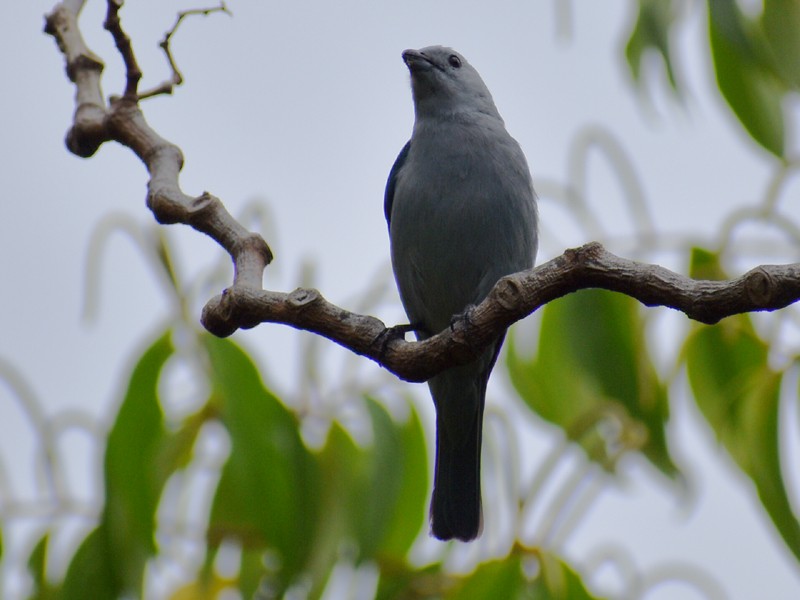 Tangara Azuleja - ML635974711