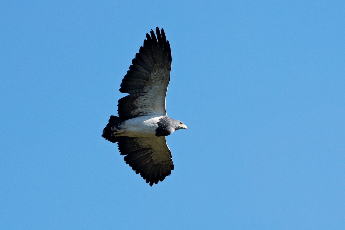 Black-chested Buzzard-Eagle - ML635974783