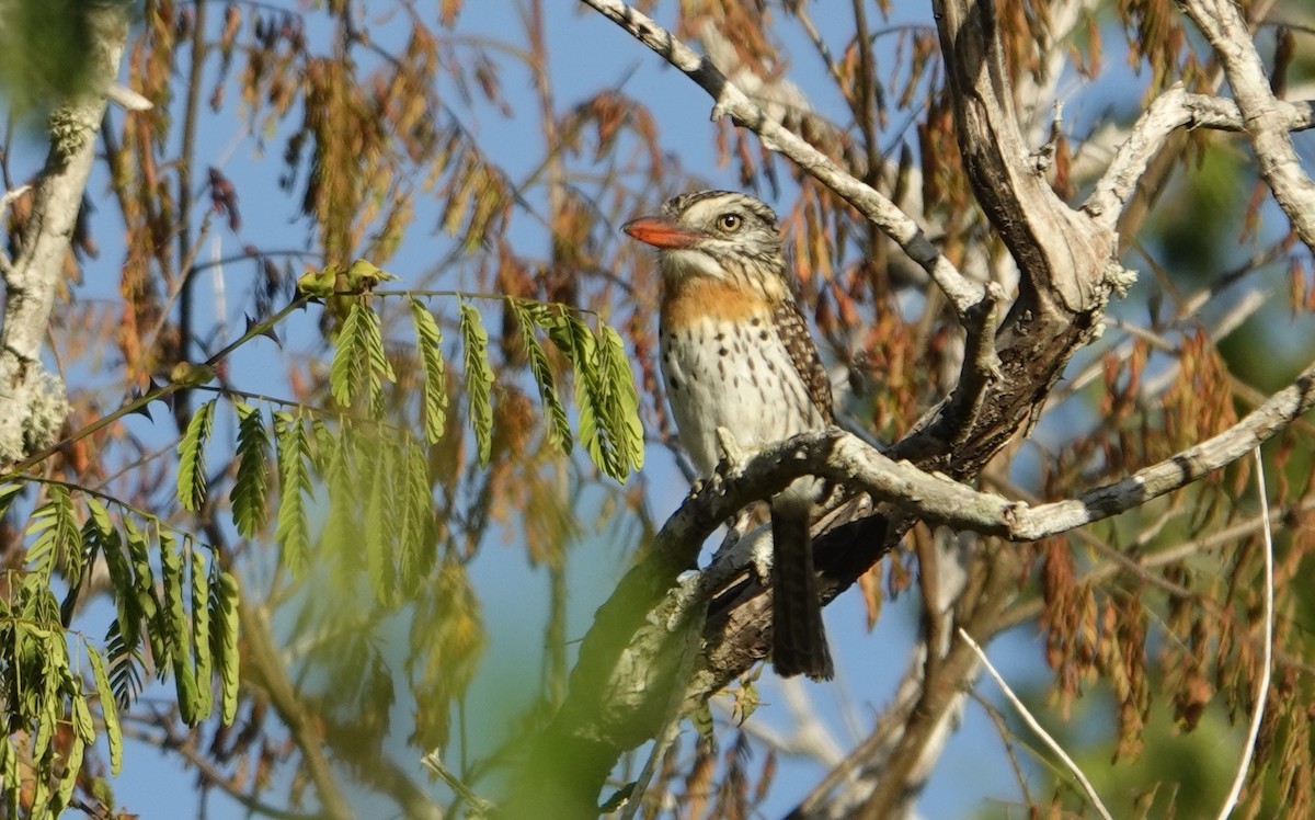 Spot-backed Puffbird - ML635974833