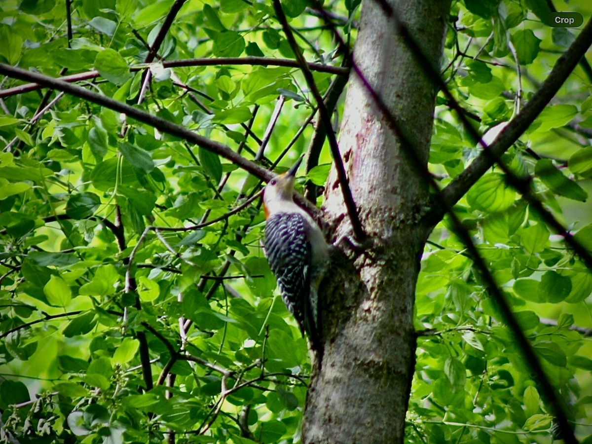 Red-bellied Woodpecker - ML635974834
