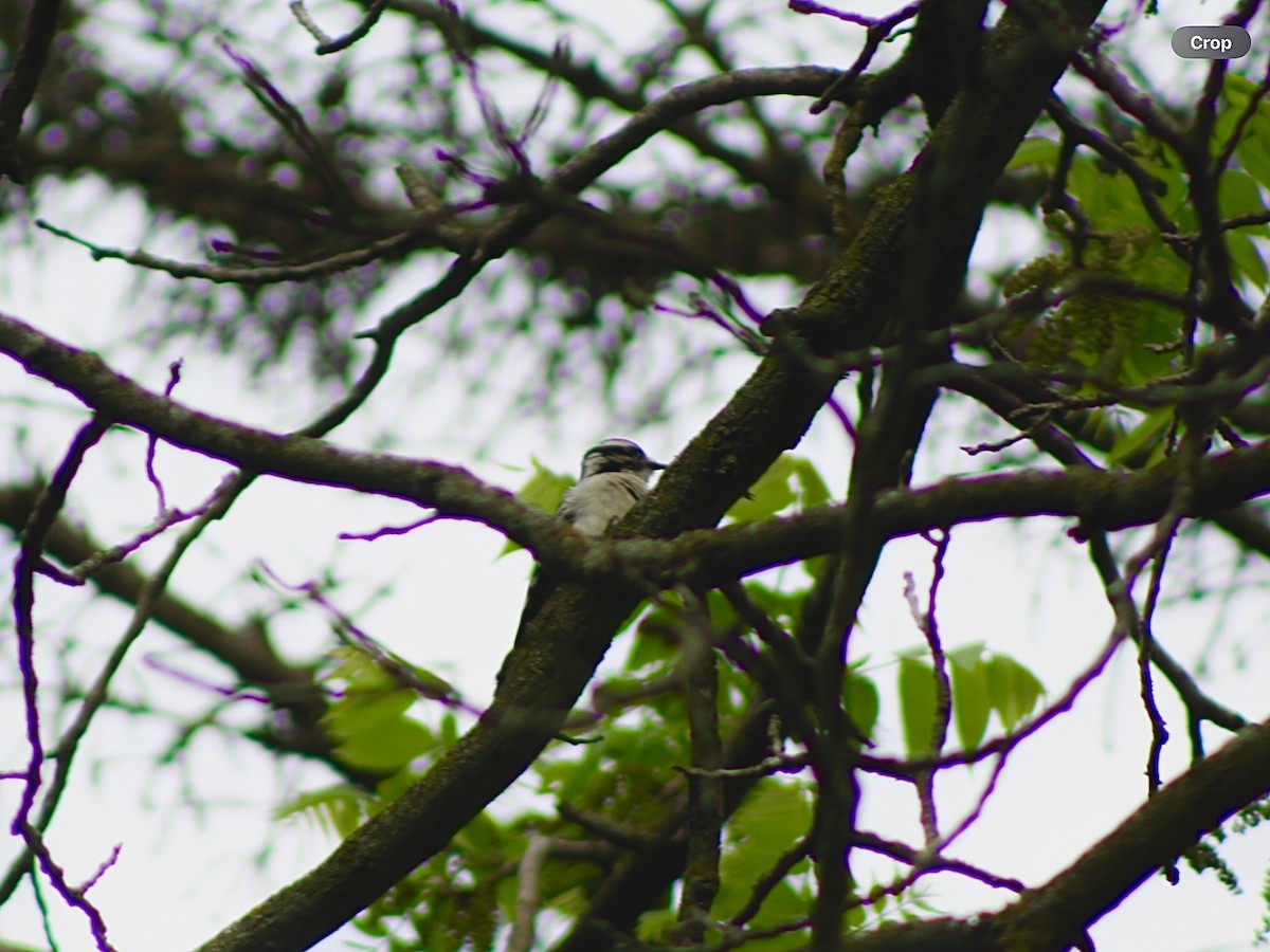 Downy Woodpecker - ML635974841