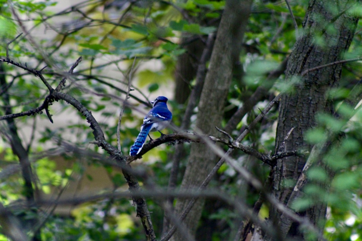 Blue Jay - ML635974849