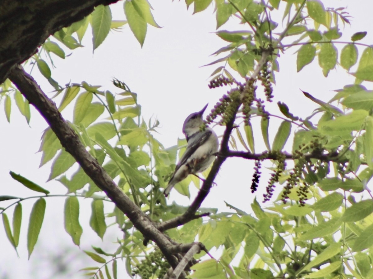 White-breasted Nuthatch - ML635974858