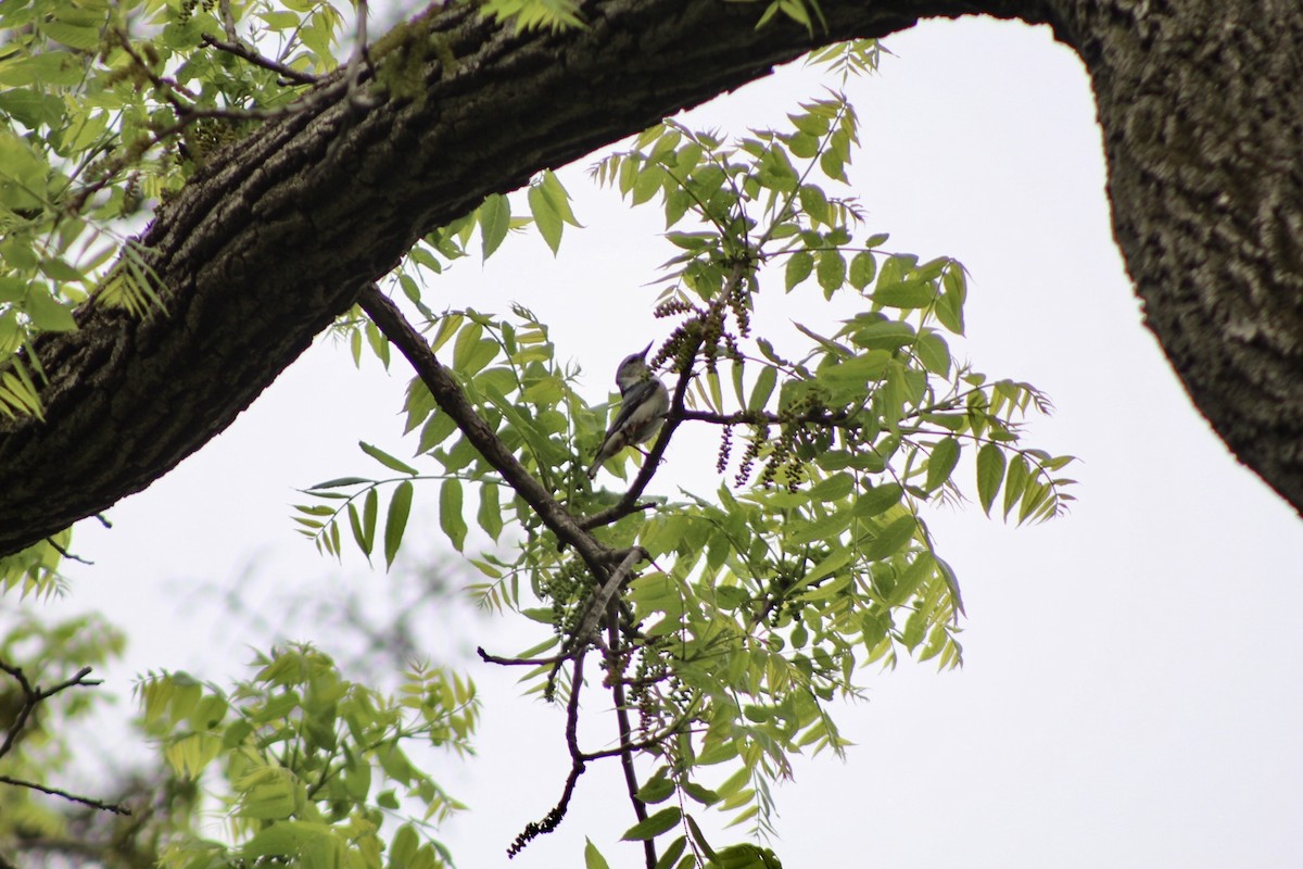 White-breasted Nuthatch - ML635974859