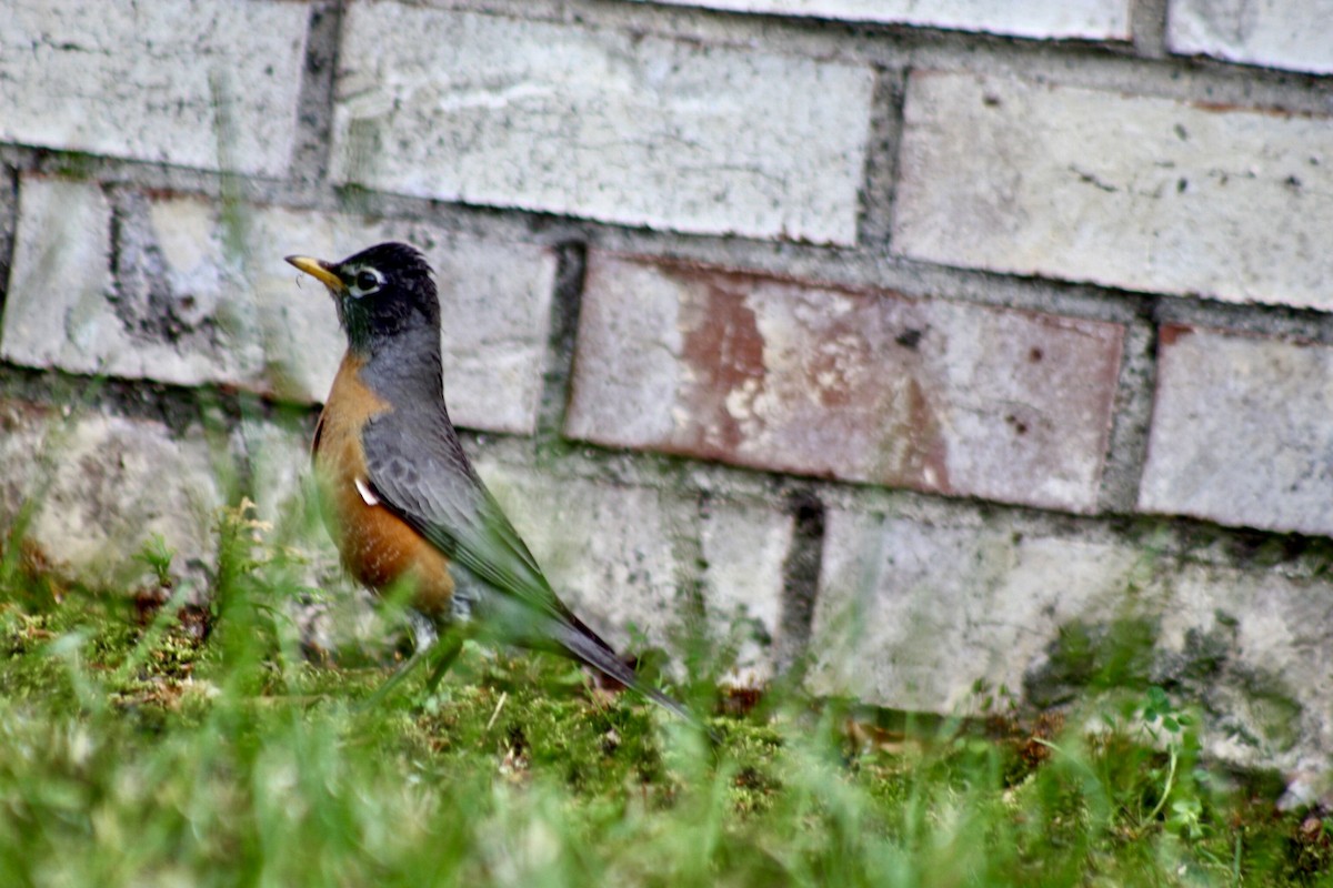 American Robin - ML635974865