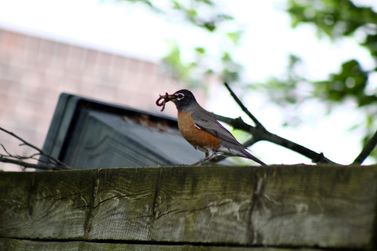 American Robin - ML635974867