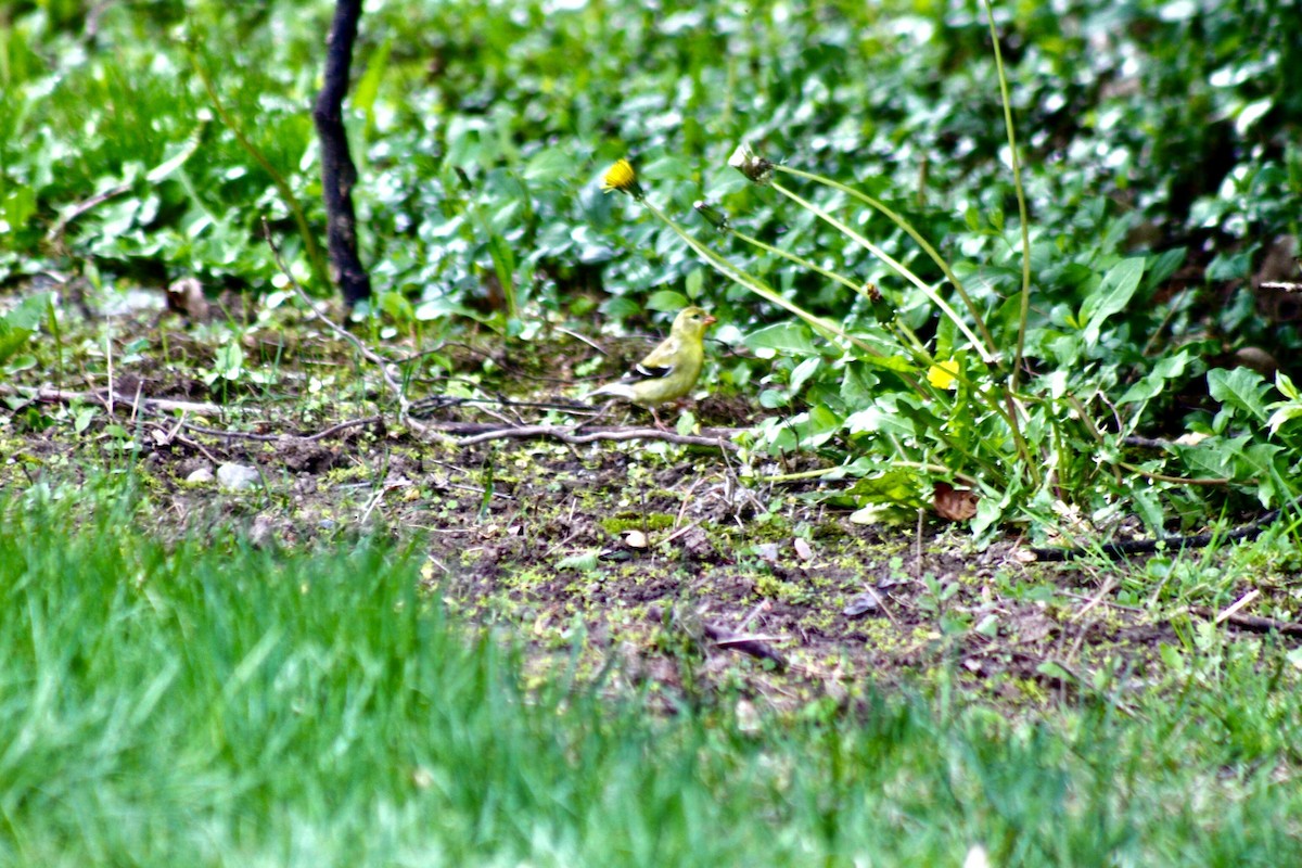 American Goldfinch - ML635974881