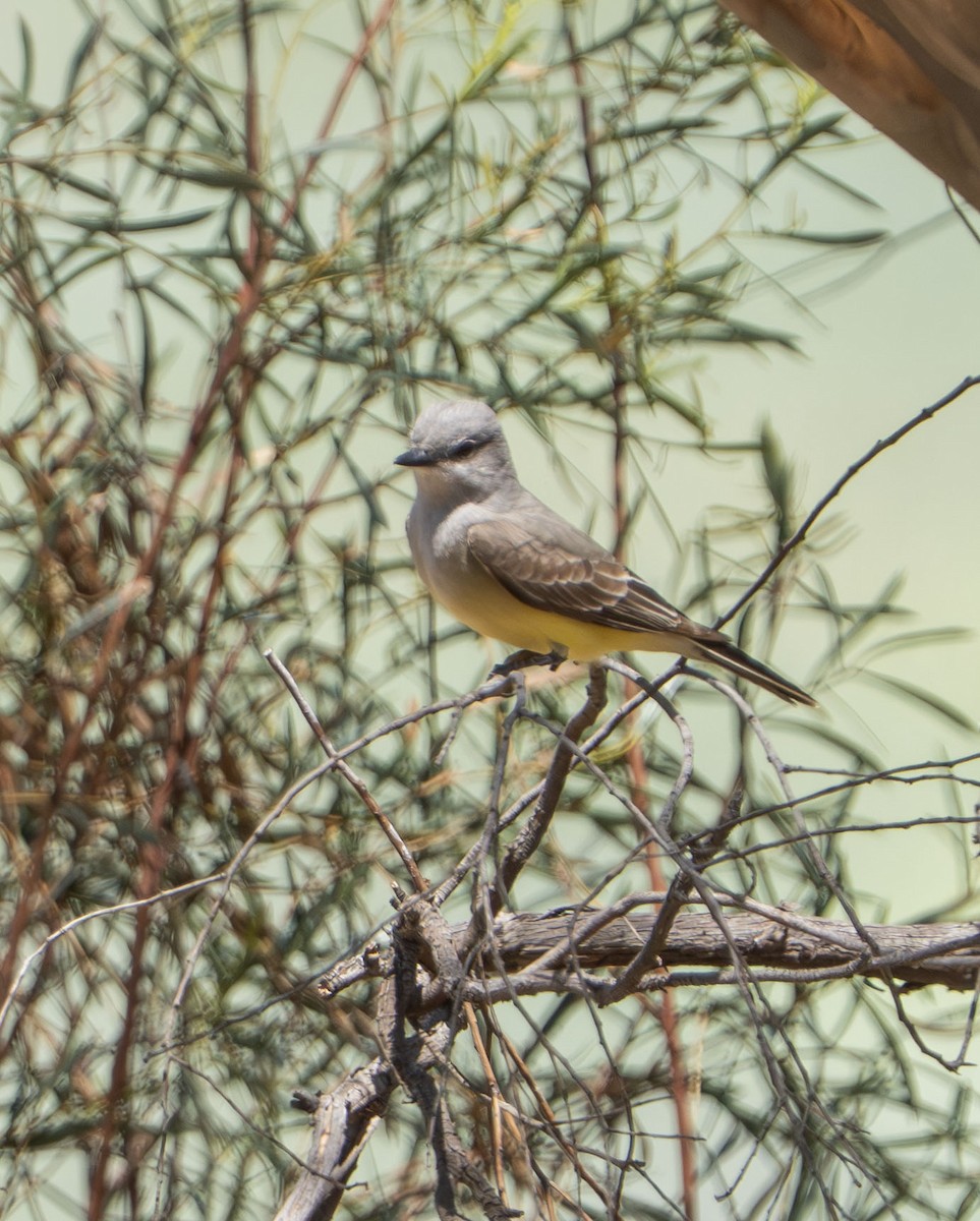 Western Kingbird - ML635974994