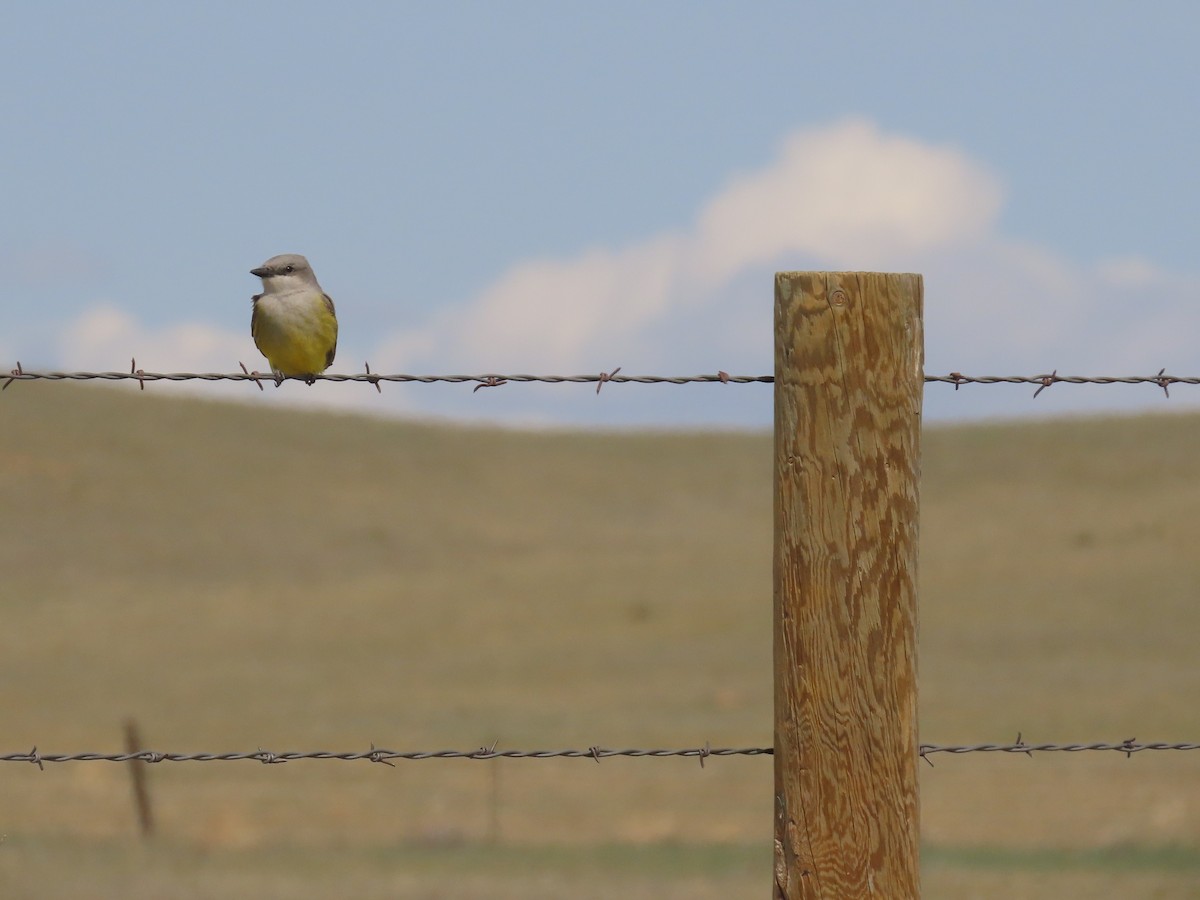 Western Kingbird - ML635975003