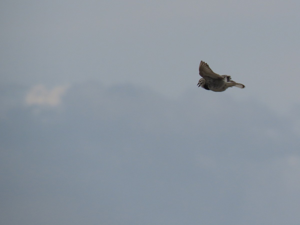 Thick-billed Longspur - ML635975017
