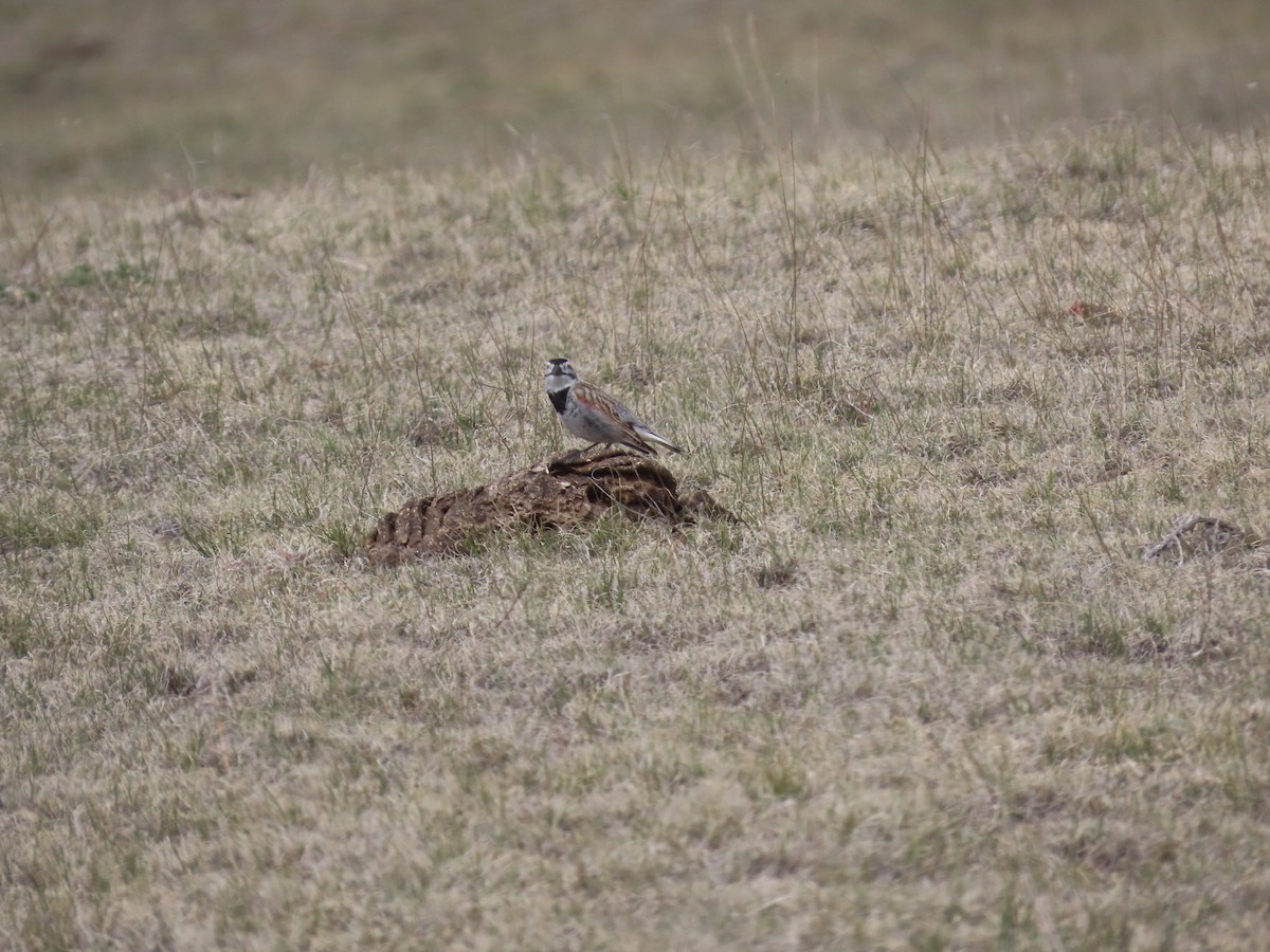 Thick-billed Longspur - ML635975020