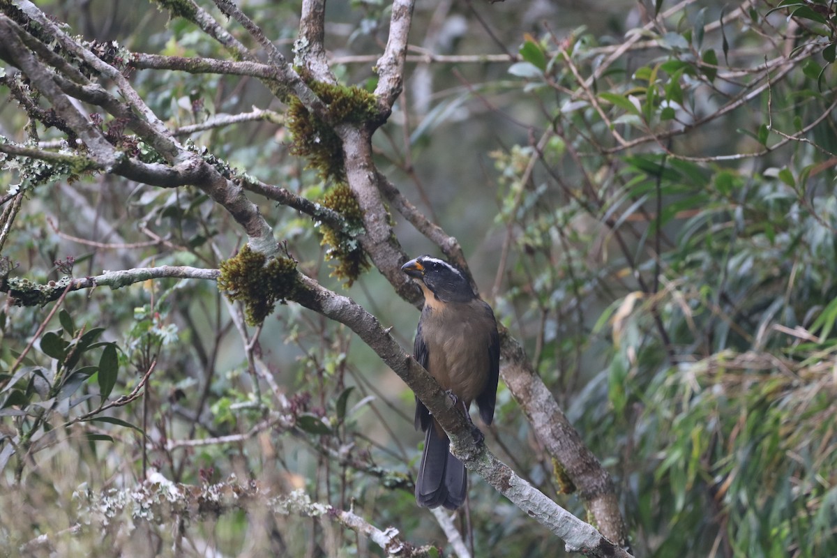 Thick-billed Saltator - ML635975047