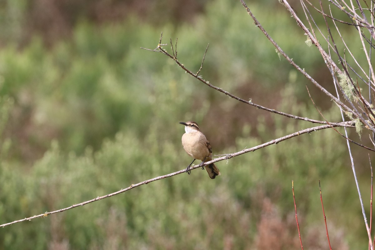 Long-tailed Cinclodes (Long-tailed) - ML635975086