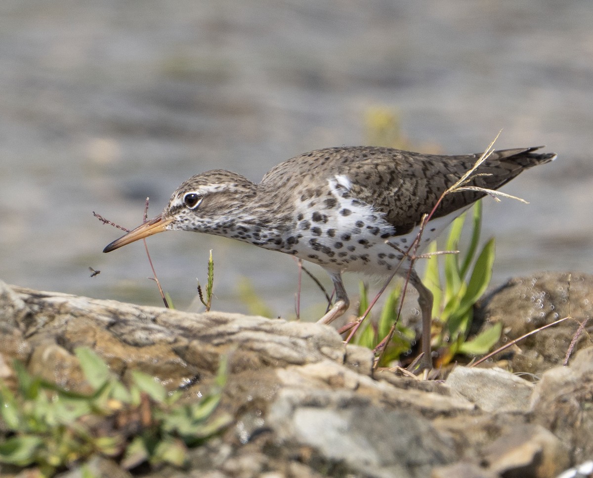 flekksnipe - ML635975109