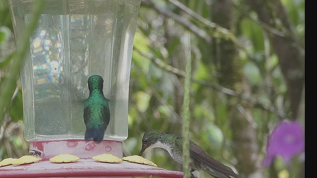 Blue-chinned Sapphire - ML635975140