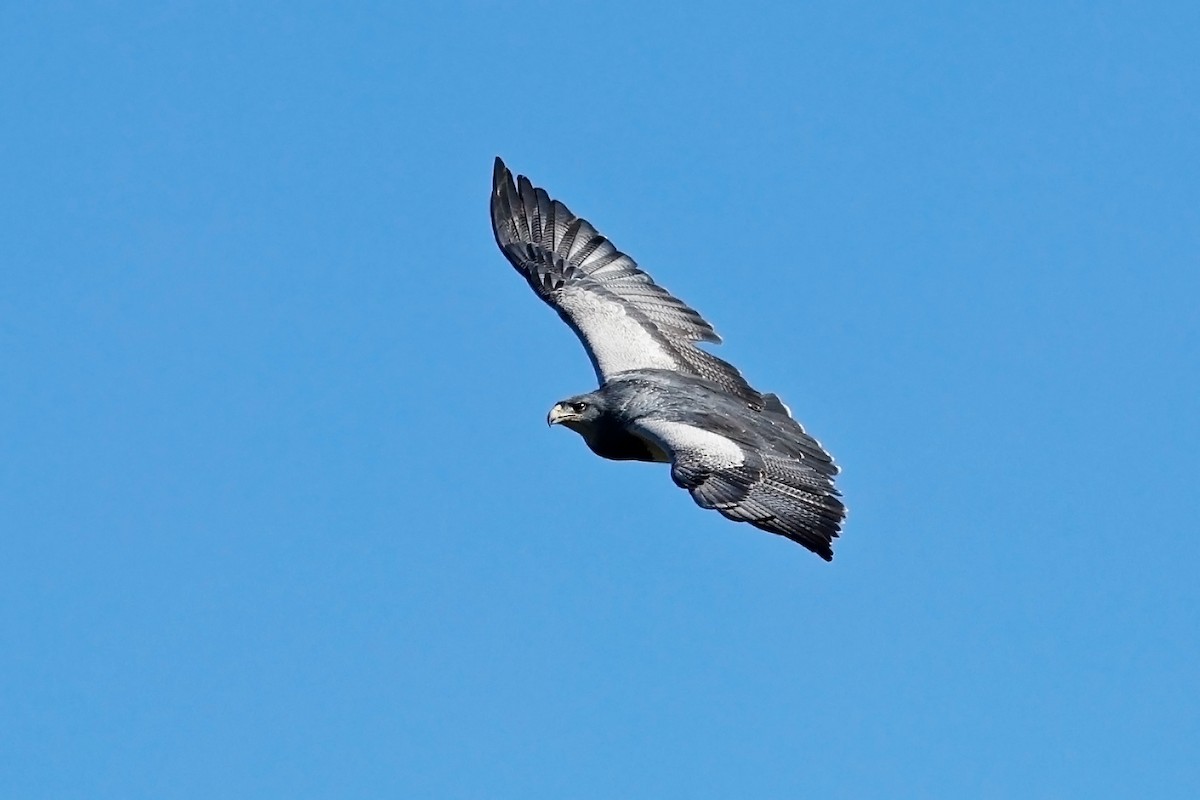 Black-chested Buzzard-Eagle - ML635975142