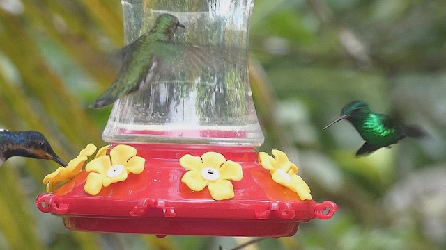 Blue-chinned Sapphire - ML635975144