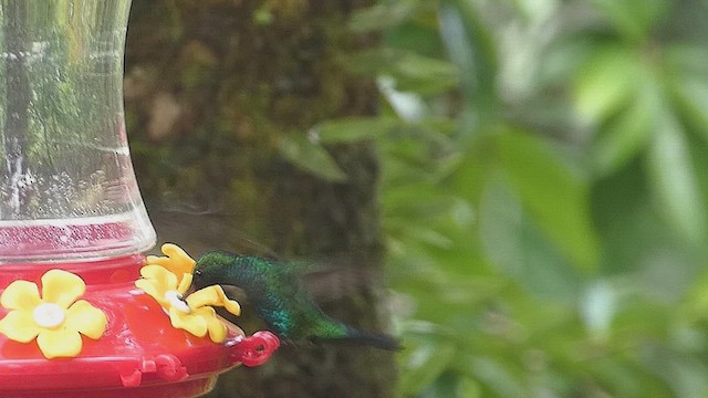 Blue-chinned Sapphire - ML635975170