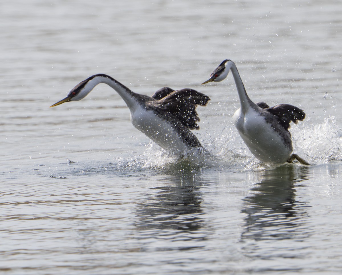 Western Grebe - ML635975204