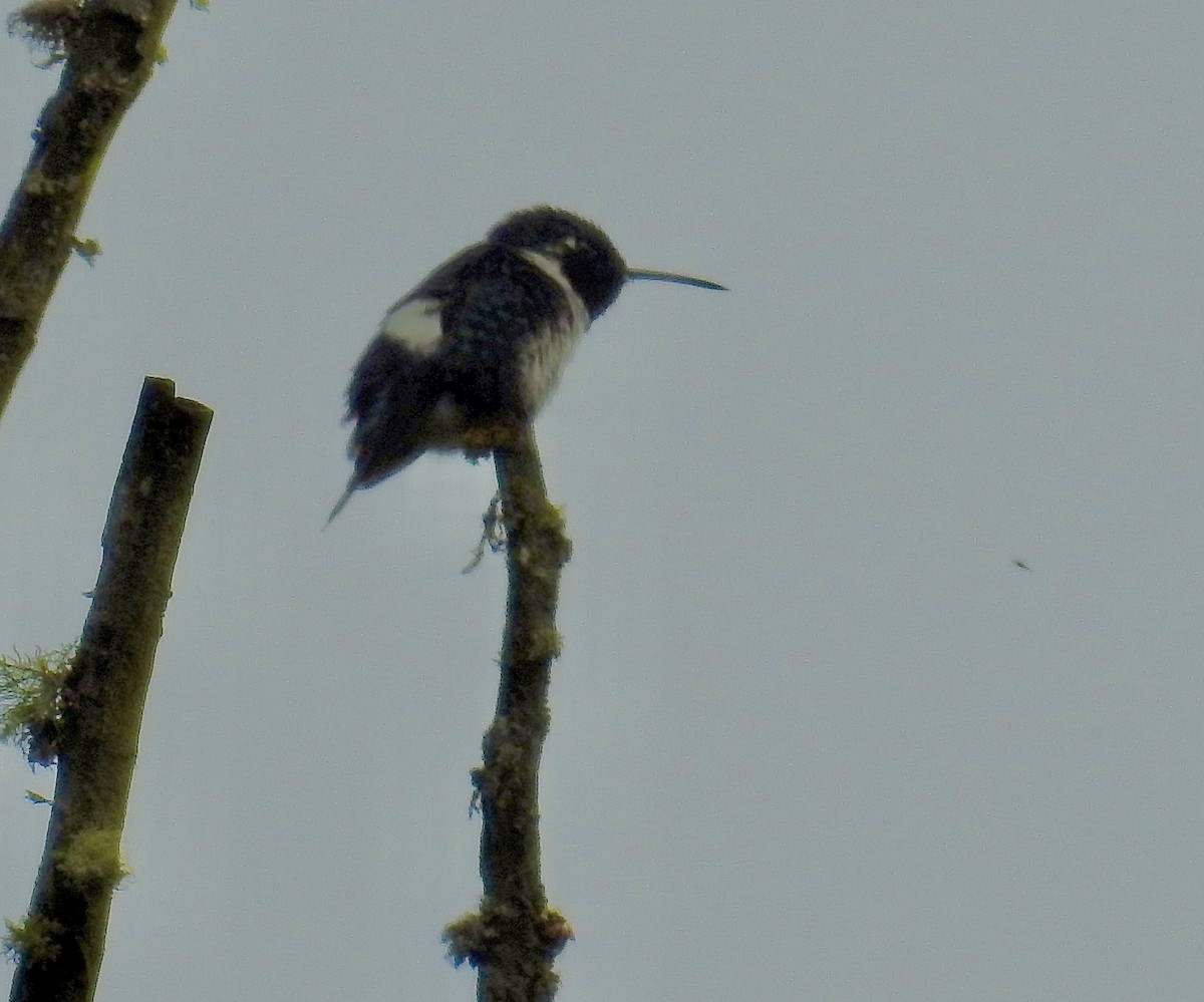 White-bellied Woodstar - ML635975252