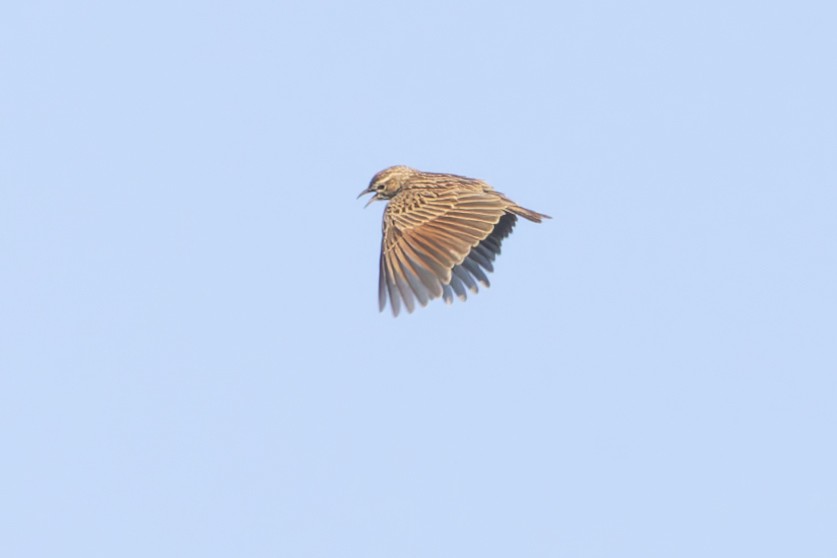Fawn-colored Lark (Foxy) - ML635975254