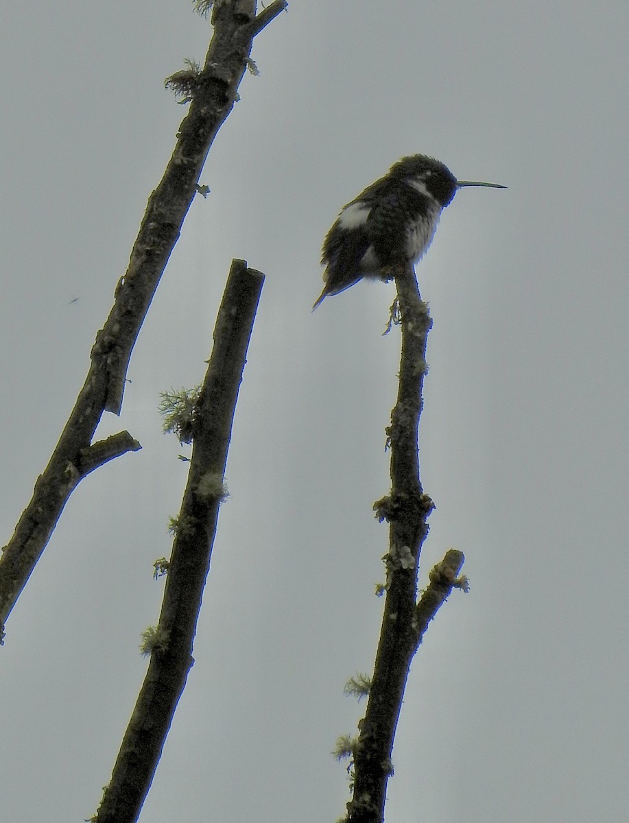 White-bellied Woodstar - ML635975255