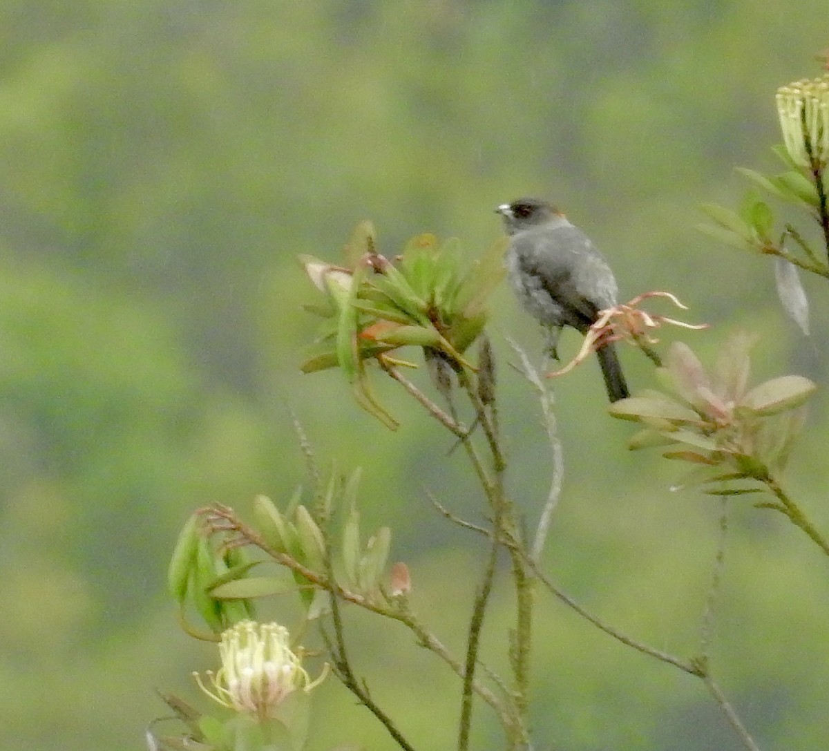 Red-crested Cotinga - ML635975265