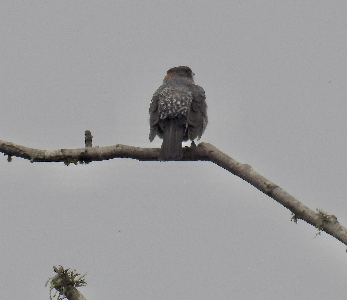 Red-crested Cotinga - ML635975269