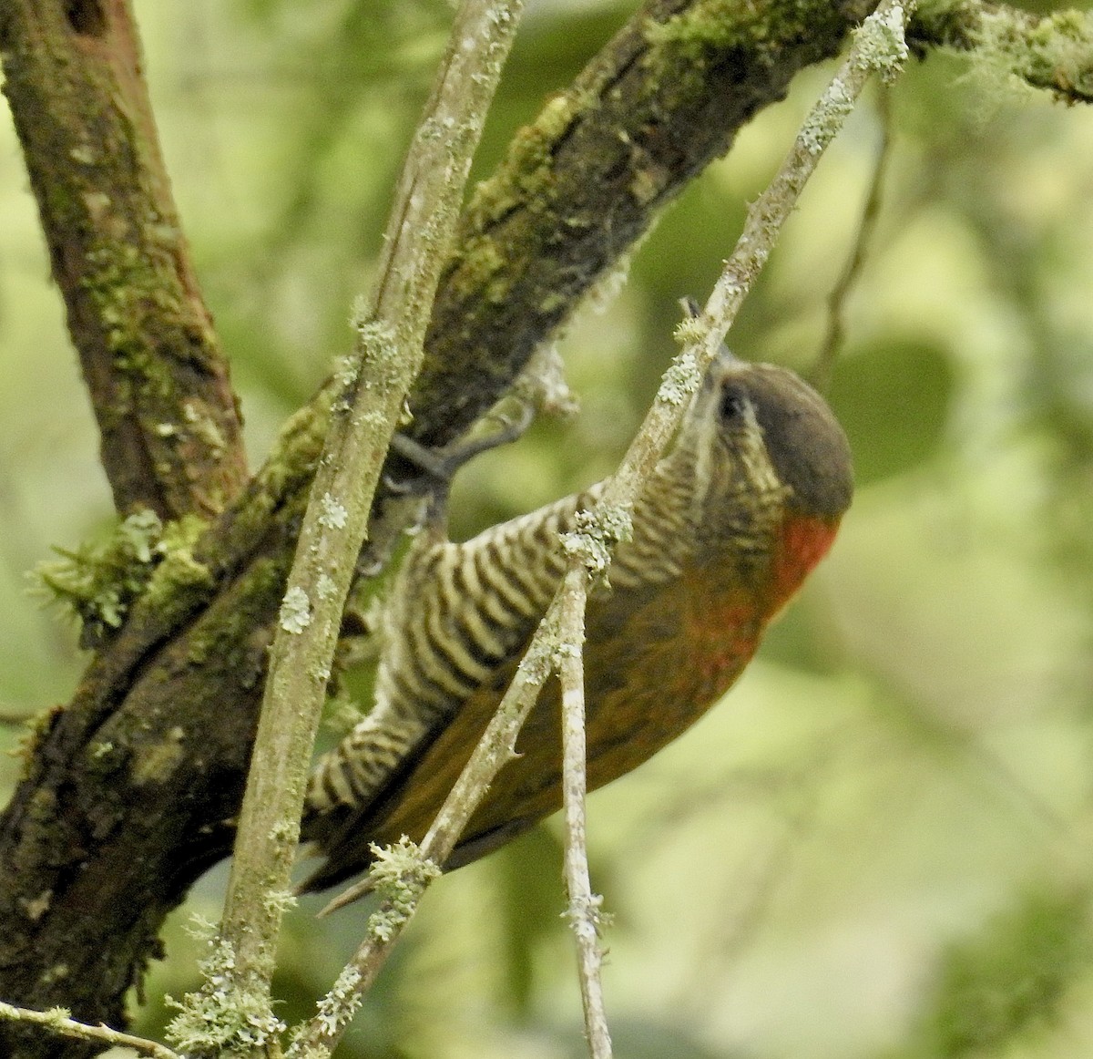 Bar-bellied Woodpecker - ML635975278
