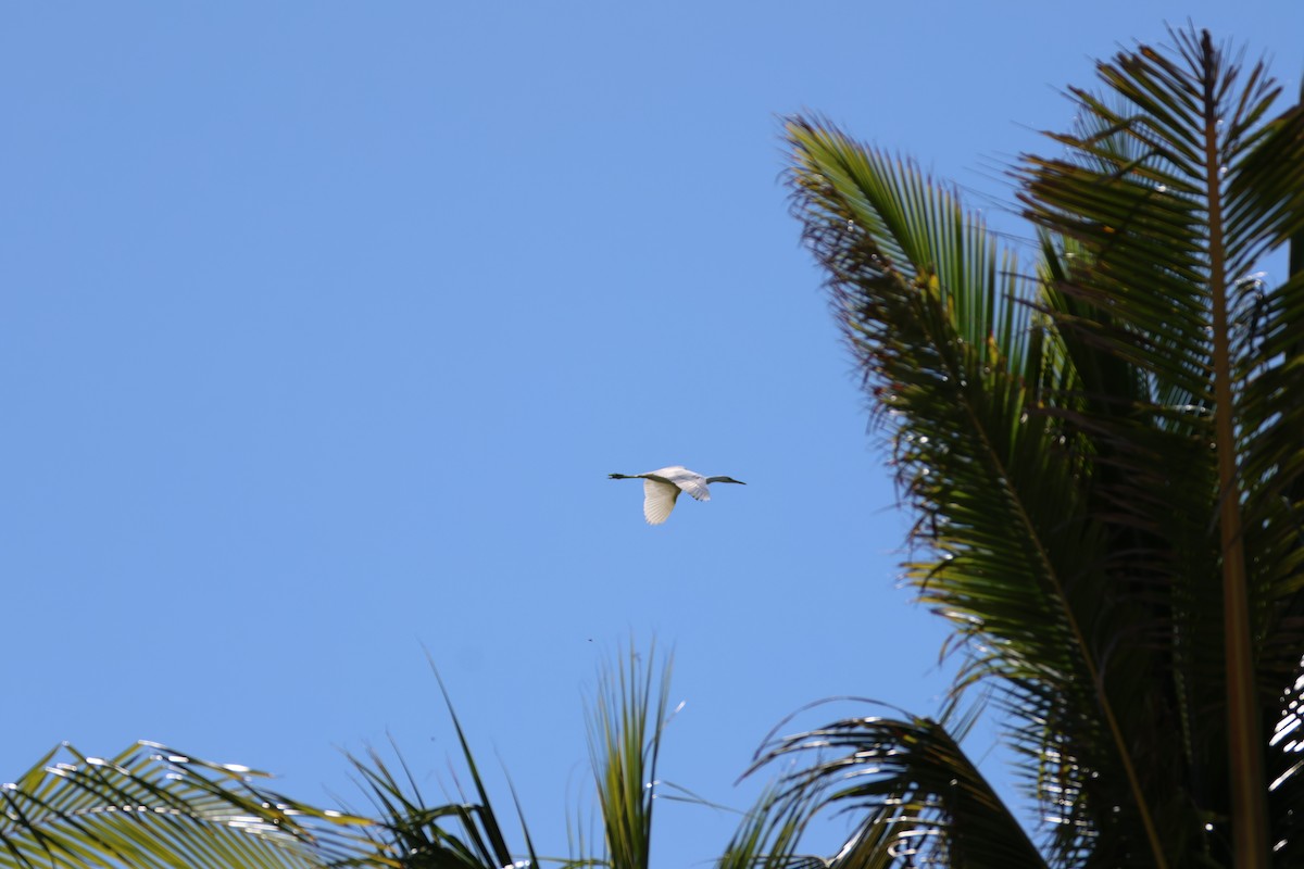 heron sp. - ML635975301