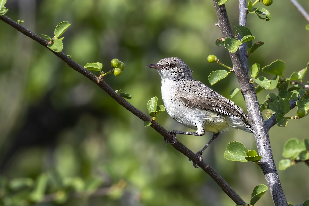 Yellow-vented Eremomela - ML635975357