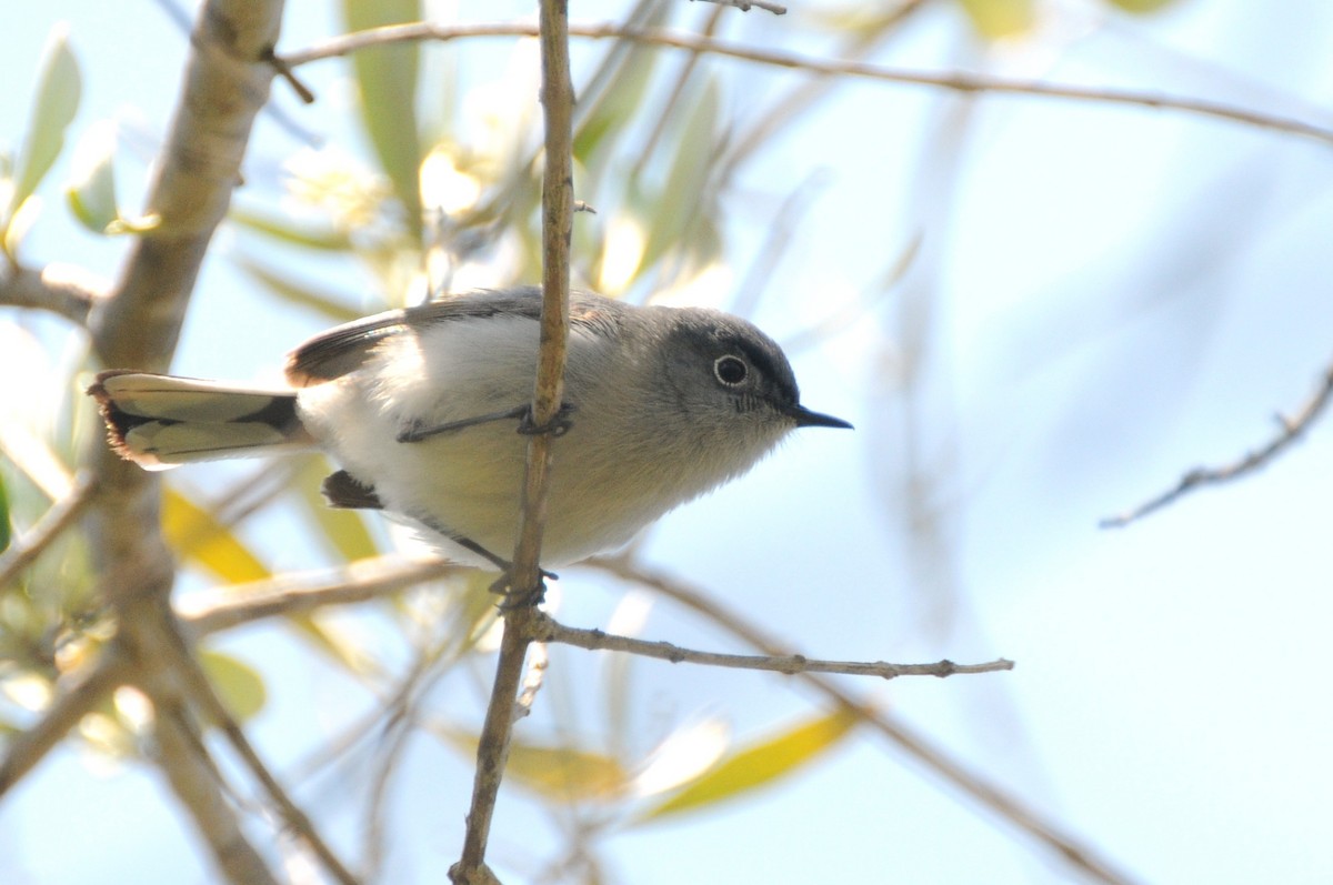 Blue-gray Gnatcatcher - ML635975383