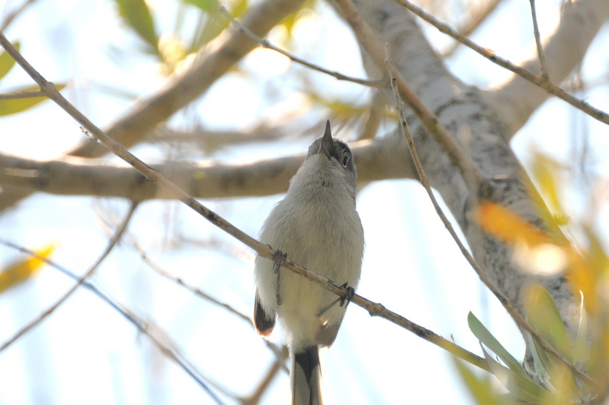 Blue-gray Gnatcatcher - ML635975402