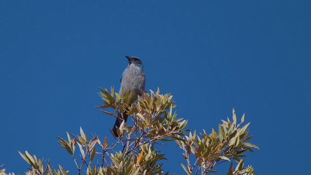 Woodhouse's Scrub-Jay - ML635975463