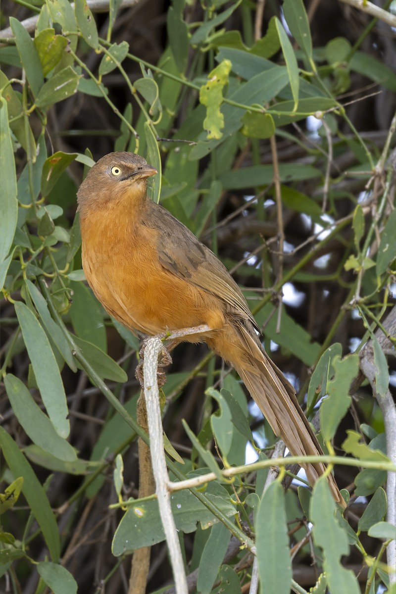 Rufous Chatterer - ML635975485