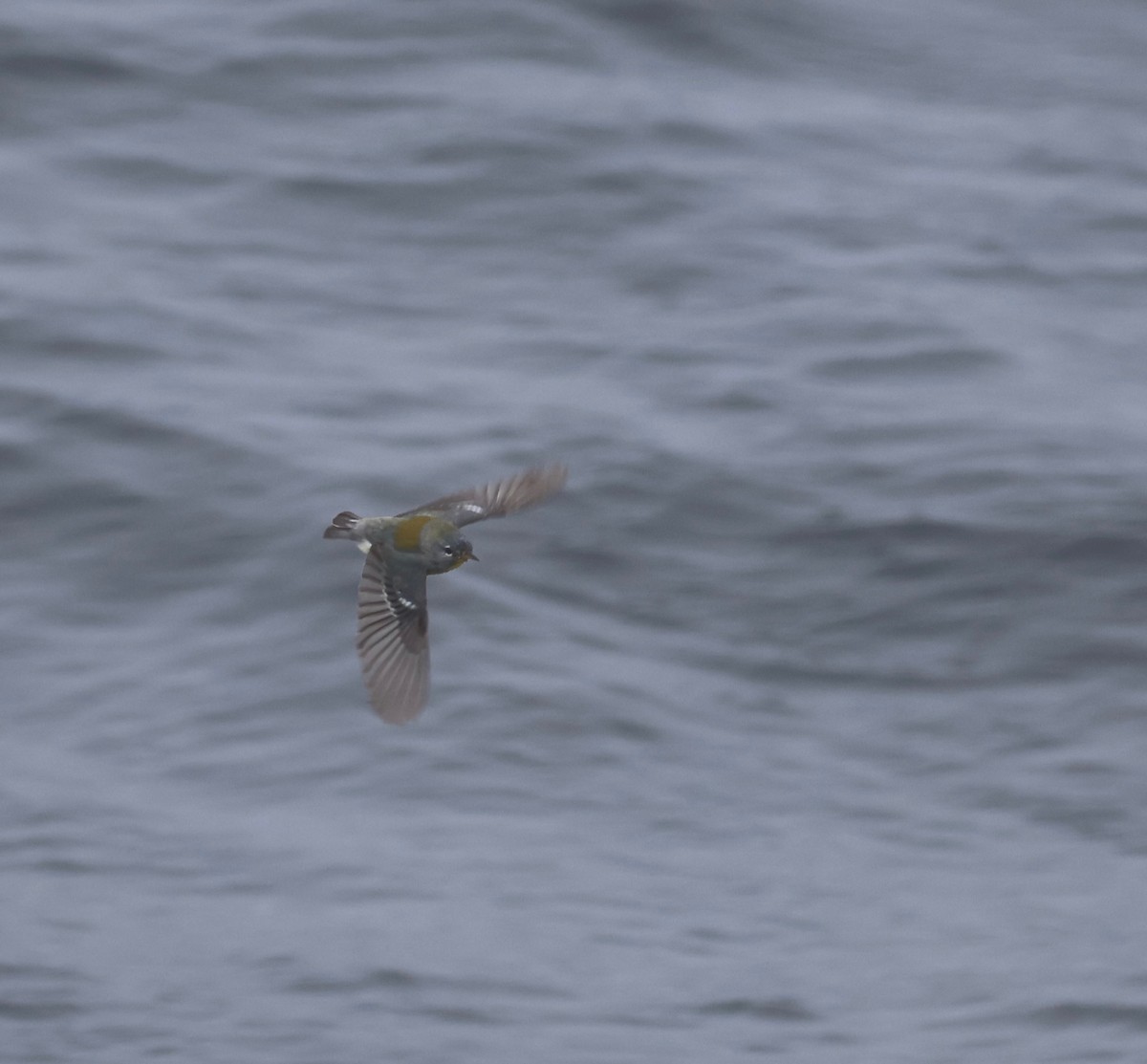 Northern Parula - ML635975604