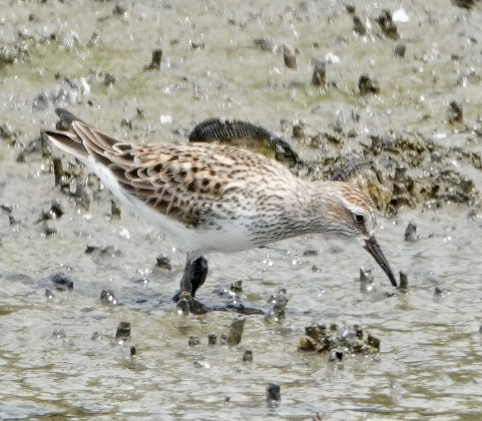 White-rumped Sandpiper - ML635975626