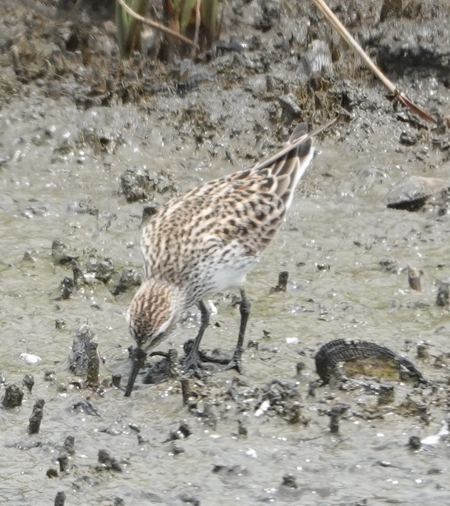 White-rumped Sandpiper - ML635975627