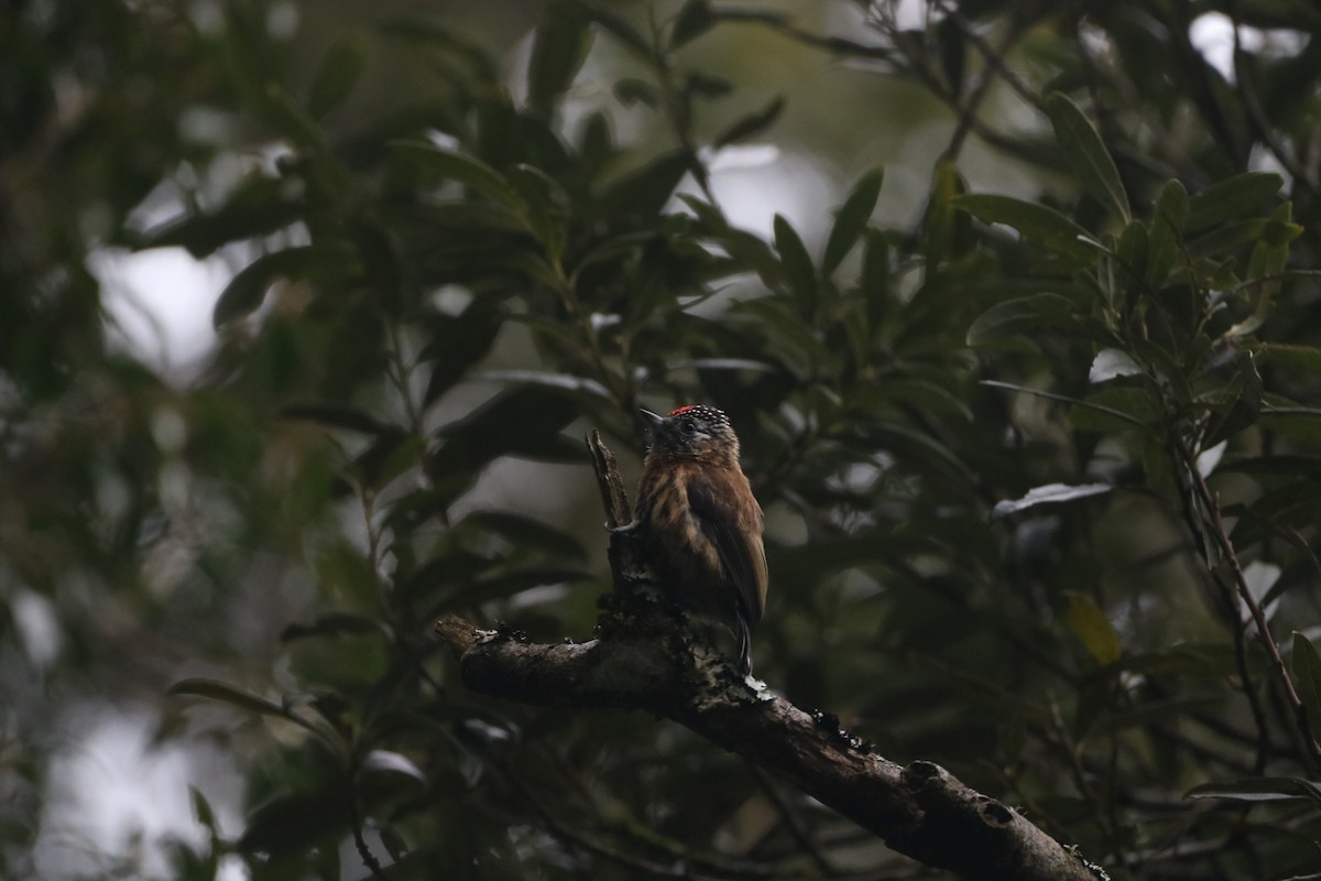 Mottled Piculet - ML635975759