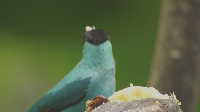 Green Honeycreeper - ML635975760