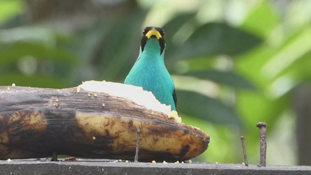 Green Honeycreeper - ML635975781