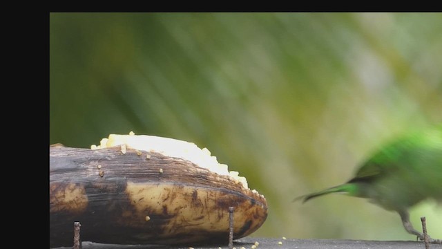 Green Honeycreeper - ML635975801