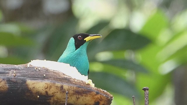 Green Honeycreeper - ML635975811