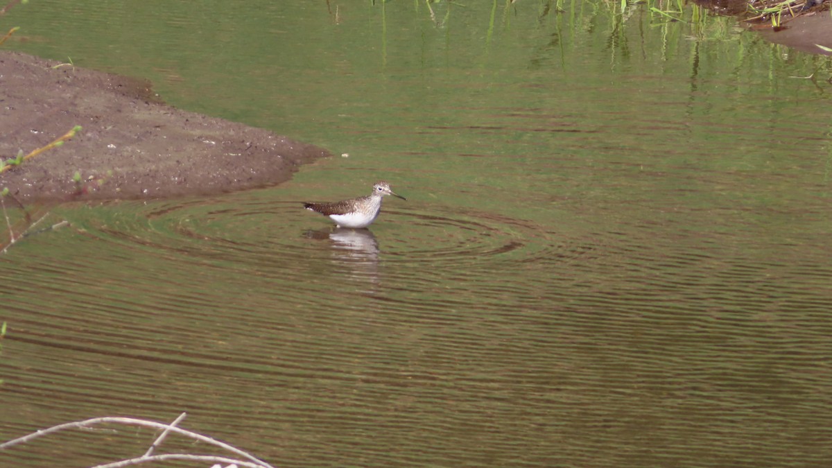 Solitary Sandpiper - ML635975843