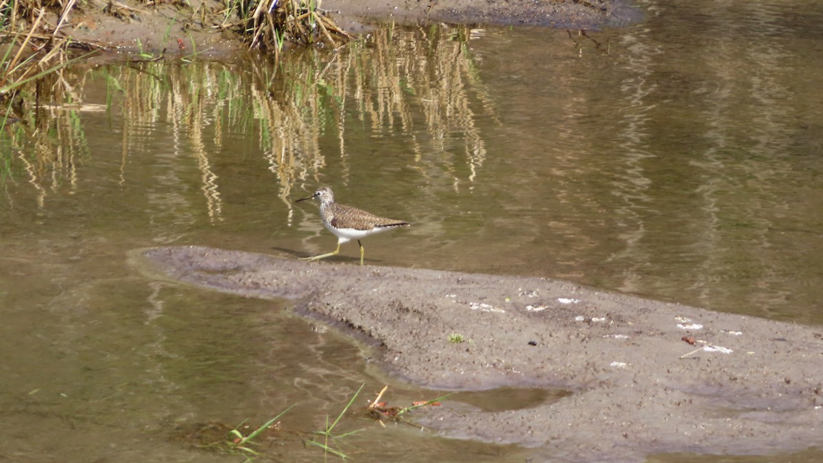 Solitary Sandpiper - ML635975849