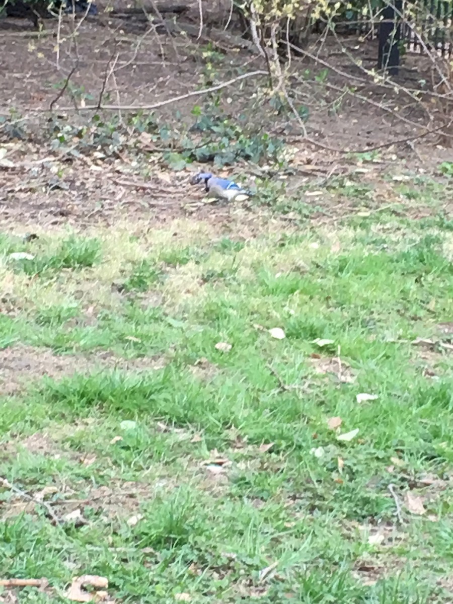 Blue Jay - ML635975918