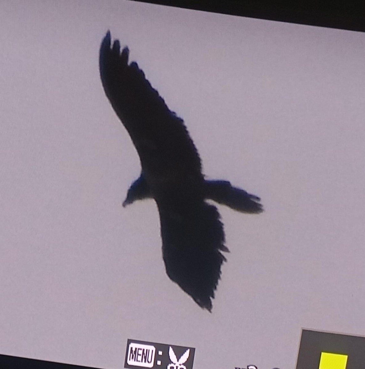 Bearded Vulture - ML635975953