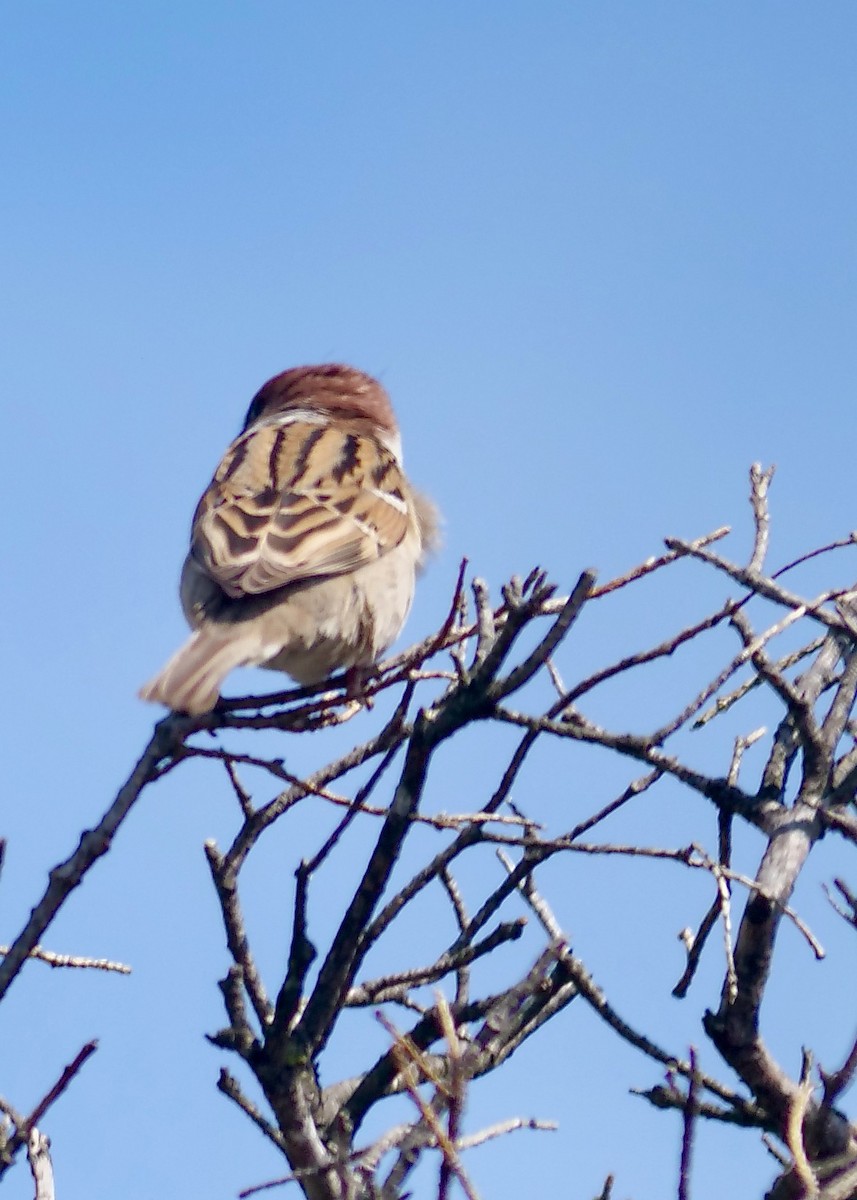 Eurasian Tree Sparrow - ML635976026
