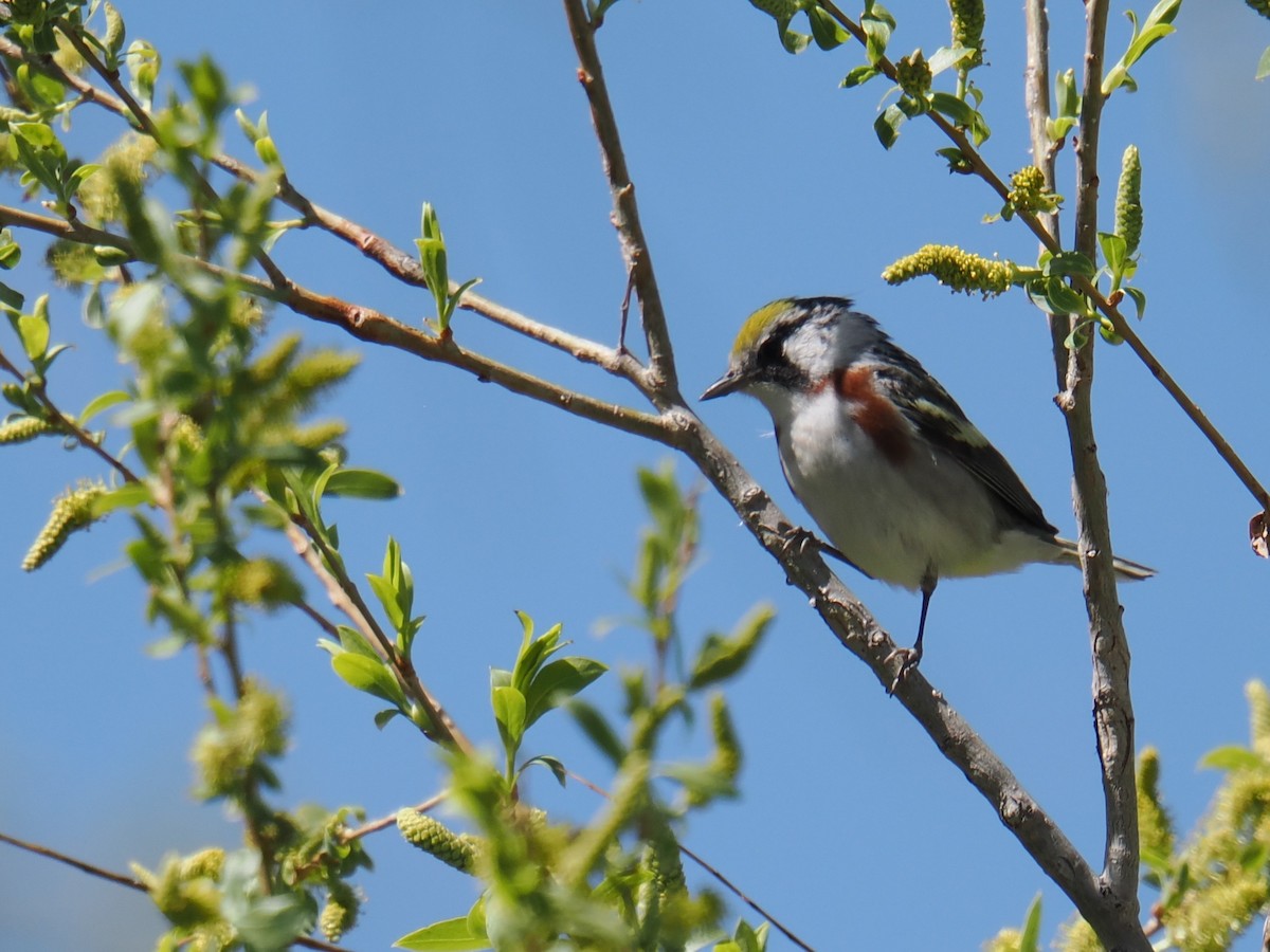 Chestnut-sided Warbler - ML635976031